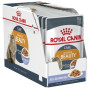 Влажный корм для кошек Royal Canin Intense Beauty/Hair and Skin in Jelly  12х85г Влажный корм для кошек Royal Canin Intense Beauty/Hair and Skin in Jelly  12х85г
