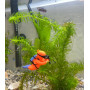 Декорация для аквариума KW Zone "Водолаз малыш" оранжевый
