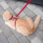 Шлея з повідцем WAUDOG Nylon з QR паспортом, малюнок "Кавун", пластиковий фастекс, Ш 10 мм, В 25-40 см, С 20-30 см