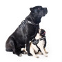 Шлея "Dog Extreme" "POLICE" №2 (В:40-60см) черный