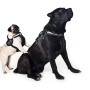 Шлея "Dog Extreme" "POLICE" №2 (В:40-60см) черный