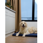 Матрас для собак Lucky Pet Грэмми №2 50х70х10 см Синий