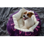 Лежак для собак Lucky Pet "Арчи" №2 50x60 см Фіолетовий