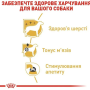 Вологий корм для собак породи пудель Royal Canin Poodle Loaf (здоров'я шерсті) паштет, пауч 12 шт по 85 г 