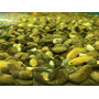 Корм фасованный для донных аквариумных рыб Tetra Pleco Spirulina Wafers со спирулиной 100 г            