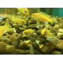 Корм фасований для донних акваріумних риб Tetra Pleco Spirulina Wafers зі спіруліною 100 г
