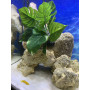 Шовк Р1215-15 см Штучна рослина для акваріума