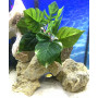 Искусственное растение для аквариума Шёлк Р1215-15 см