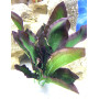 Искусственное растение для аквариума Шёлк SP203S-20 см