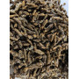 Личинка черной львинки для кормления креветки Розенберга 20 (кг)