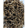 Личинка черной львинки для кормления креветки Розенберга 100 (кг)