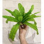 Искусственное растение для аквариума Шёлк SP206M-30 см