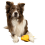 Іграшка для собак Kiwi Walker «Птах ківі» помаранчевий, 8,5 см