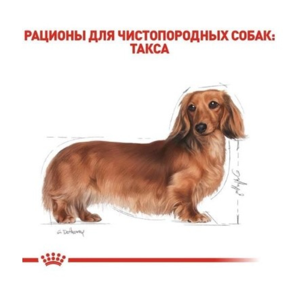 Dachshund royal on sale canin