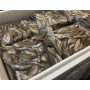 Риба свіжоморожена морська для годування креветки Розенберга 100 (кг)
