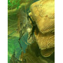 Рыба свежемороженая морская для кормления креветки Розенберга   20 (кг)