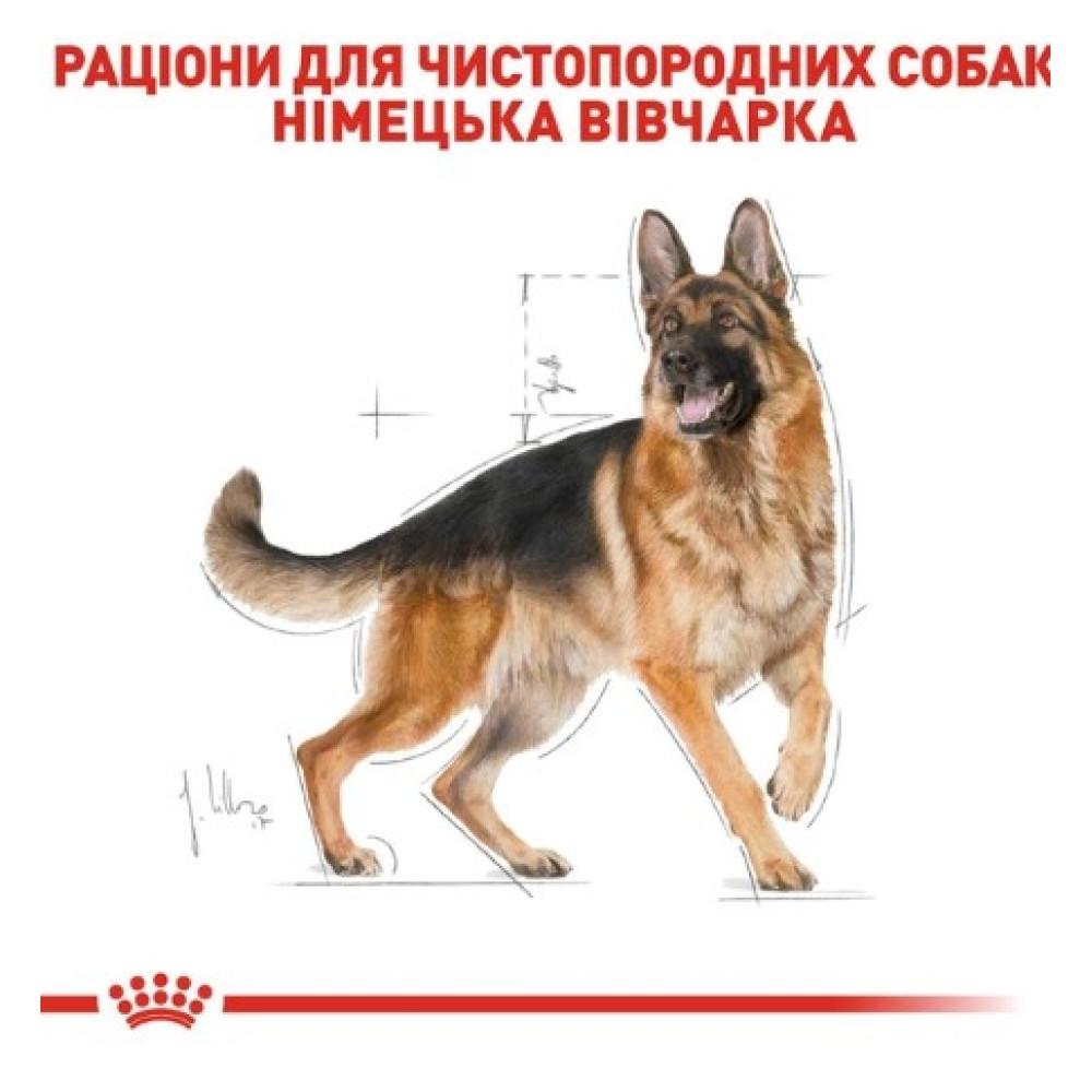 Сухий корм Royal Canin German Shepherd Adult для собак породи німецька вівчарка віком від 15 місяців, 11 кг