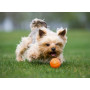 Игрушка для собак Collar Мяч «Liker 5» (Лайкер) 5 см