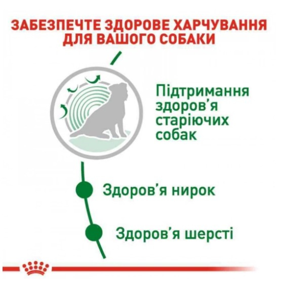 Сухий повнораціонний корм Royal Canin Mini Ageing 12+ - для собак малих порід старше 12 років, 800 г